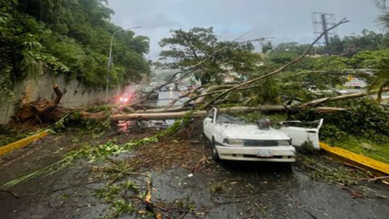 Un carro quedó aplastado por un árbol en la Autopista del Este, sentido Alto Prado (Foto cortesía)