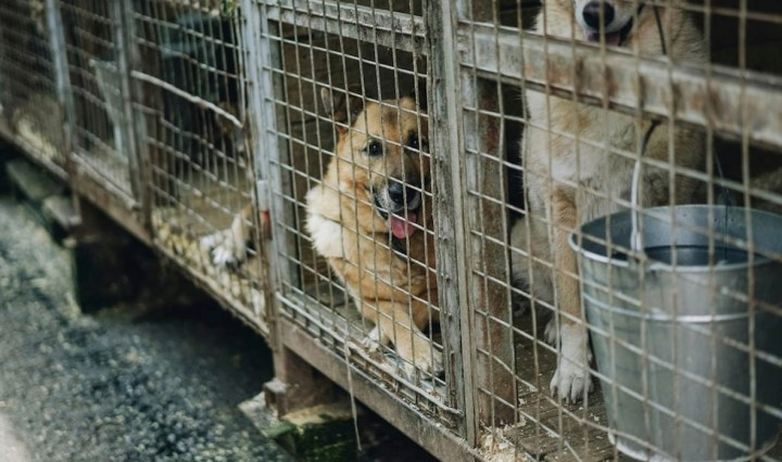 El maltrato animal es un problema de salud pública. Un agresor que no respeta la vida de un animal, puede no respetar la vida de un ser humano (Foto cortesía)