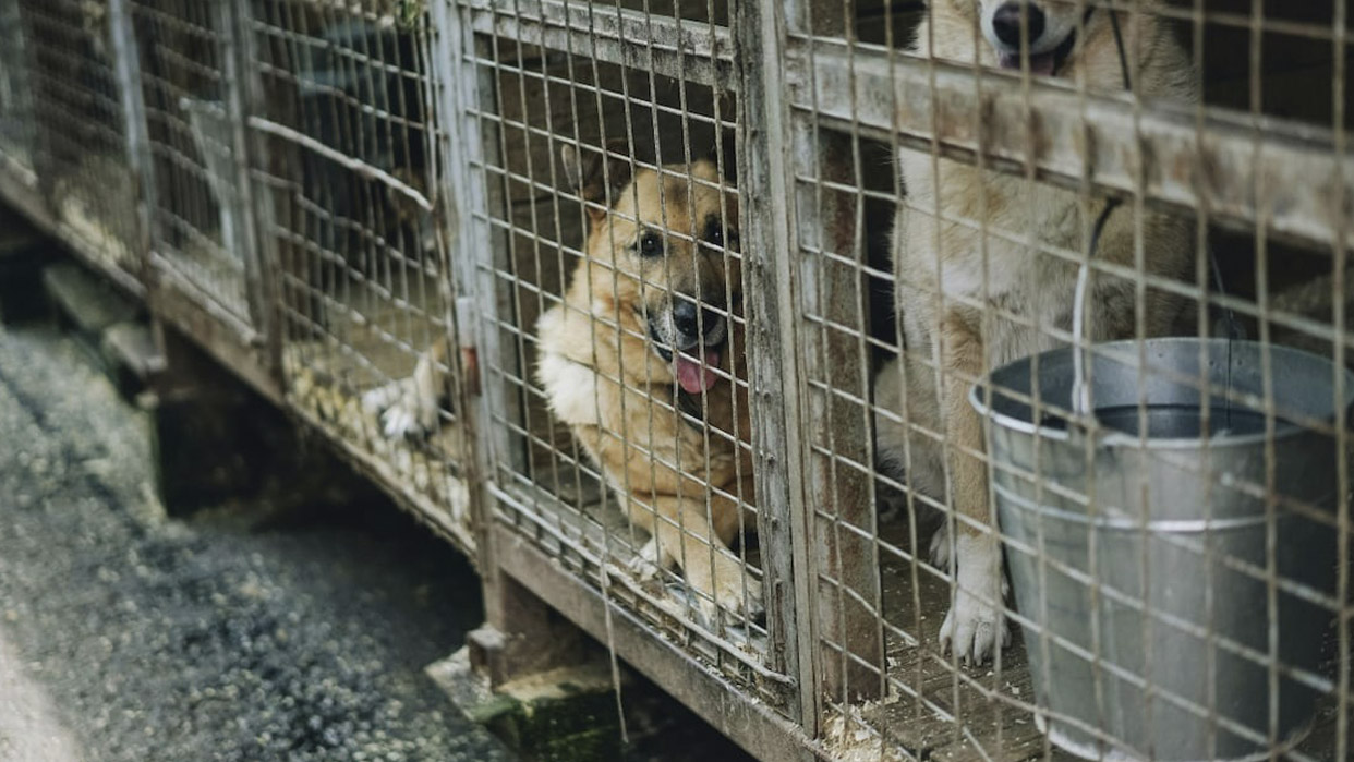 El maltrato animal es un problema de salud pública. Un agresor que no respeta la vida de un animal, puede no respetar la vida de un ser humano (Foto cortesía)